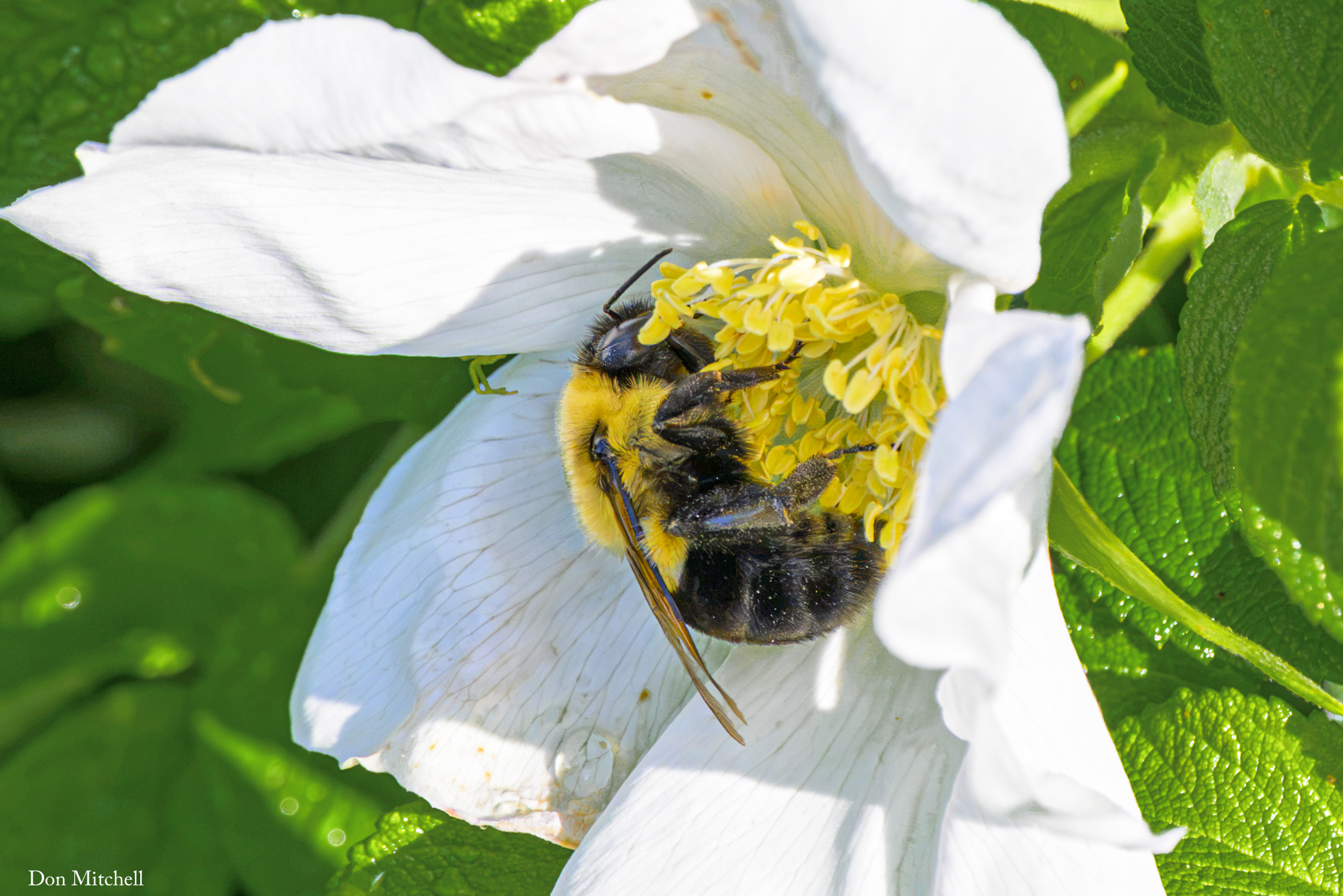 DON MITCHELL